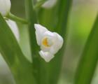 Cephalanthera_longifolia_1.JPG